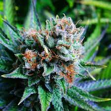 Buy Blue Dream Online UK